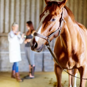 Vet Family and Nextmune join forces