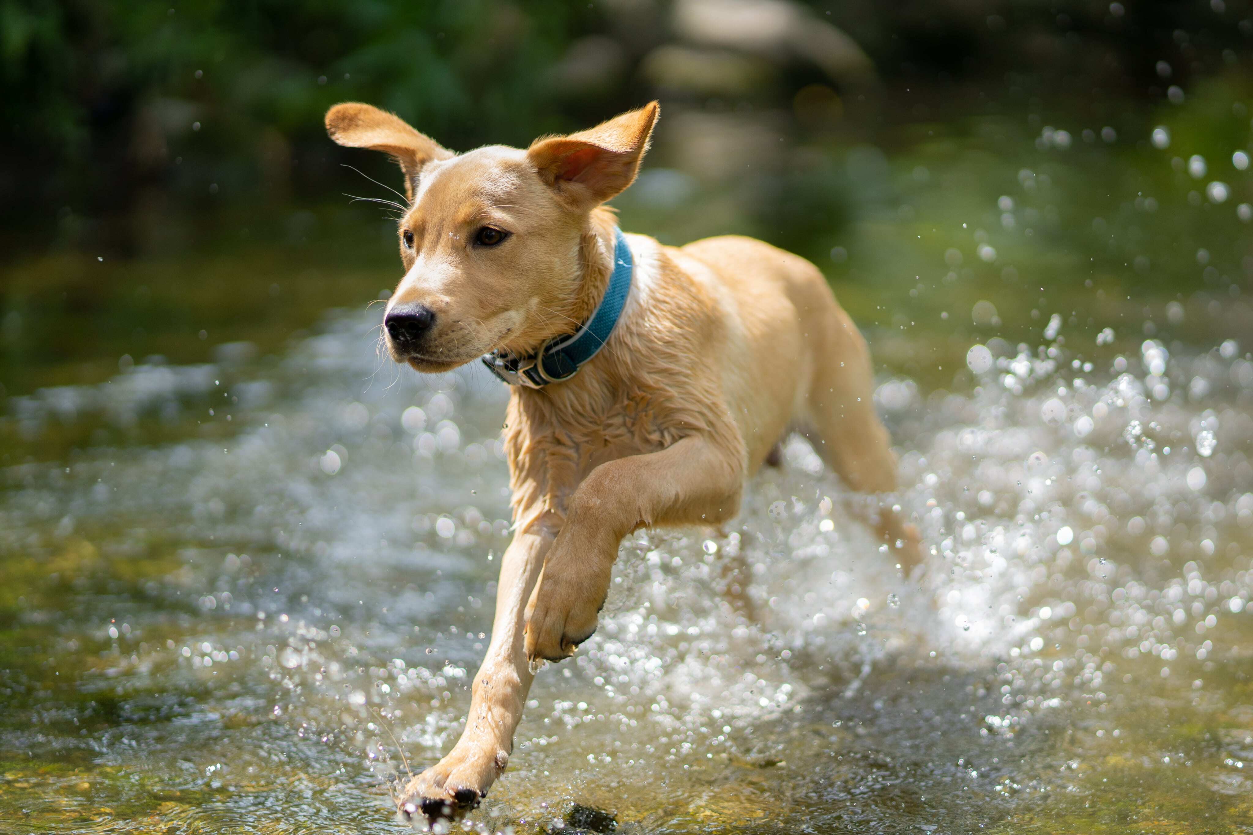 dog-running-in-water-min